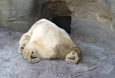 Polar bear Stock Photos