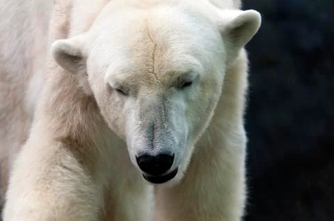 Polar bear Stock Photos