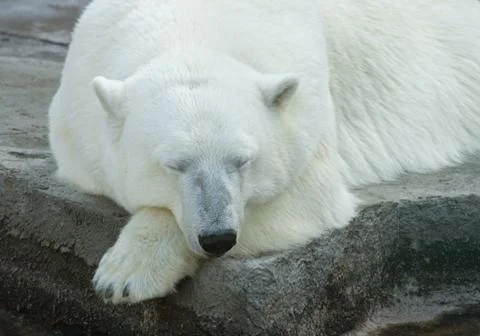 Polar bear Stock Photos