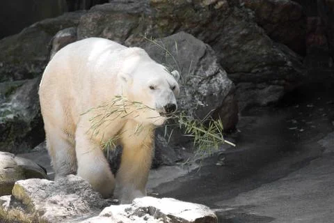 Polar Bear Stock Photos