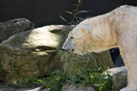 Polar Bear Stock Photos