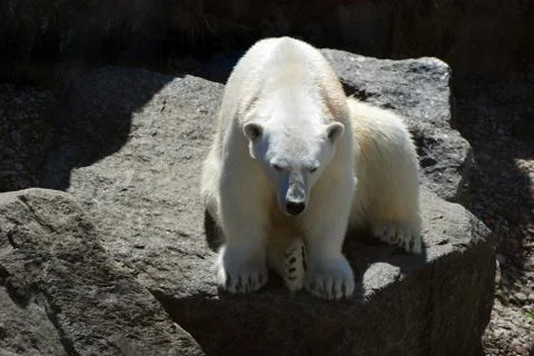 Polar Bear Stock Photos
