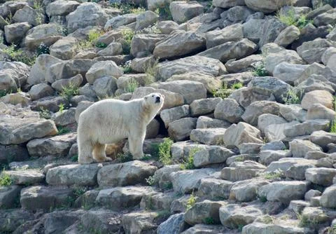 Polar bear Stock Photos