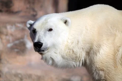 Polar Bear Stock Photos