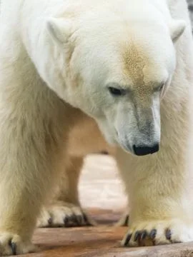 Polar bear Stock Photos