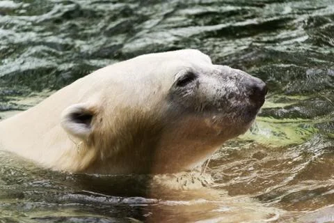 Polar bear Stock Photos
