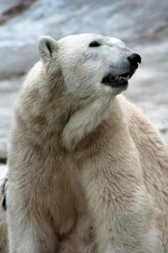 Polar bear Stock Photos