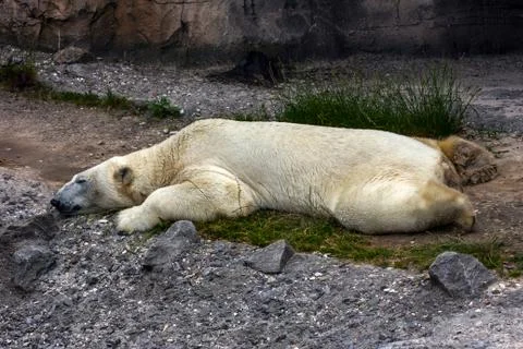 Polar bear Stock Photos