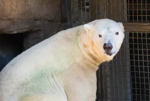 Polar Bear Stock Photos