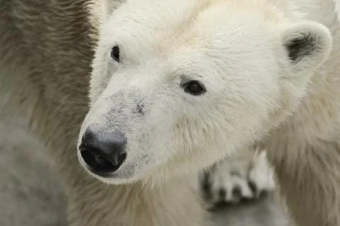 Polar bear Stock Photos