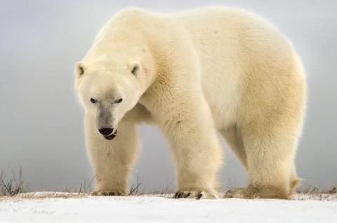 Polar bear Stock-Fotos