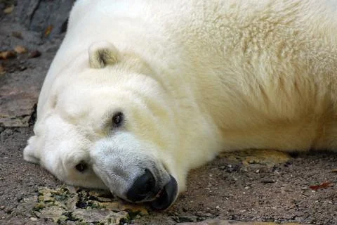 Polar Bear Stock Photos