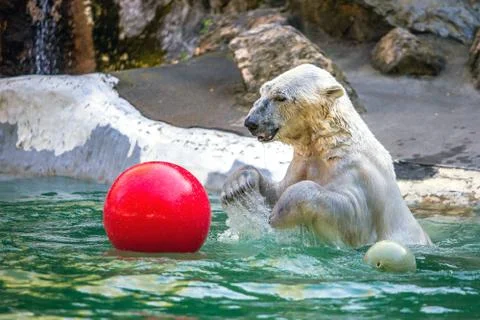 Polar bear 写真素材