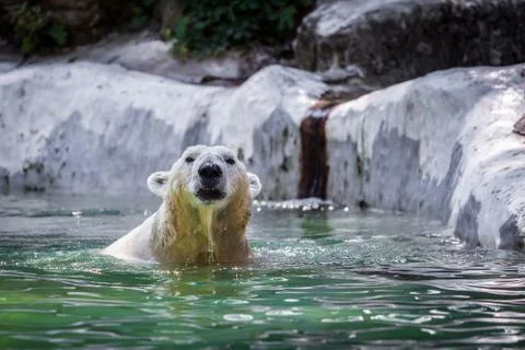 Polar bear Stock Photos