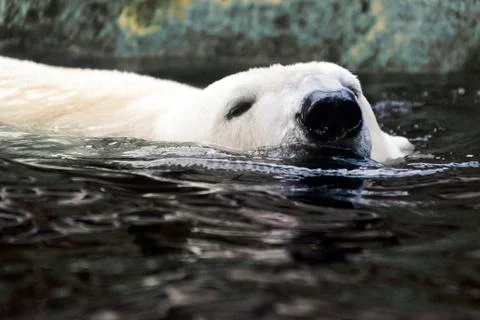 Polar bear Stock Photos