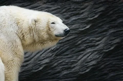 Polar Bear Stock Photos
