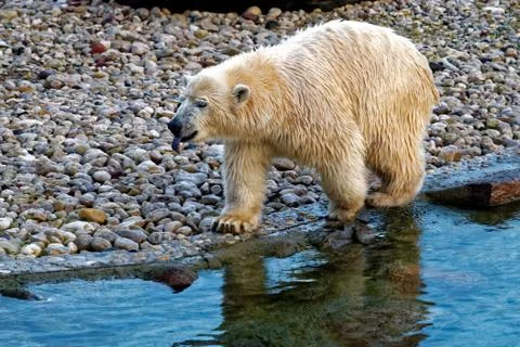 Polar bear Stock-Fotos