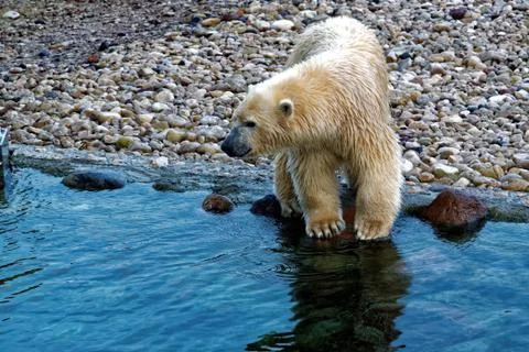 Polar bear Stock Photos