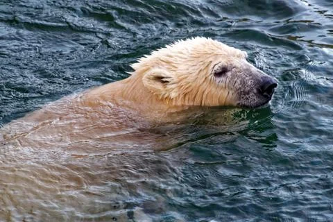 Polar bear Stock Photos