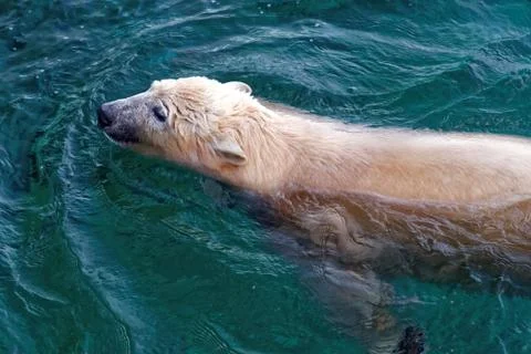 Polar bear Foto stock
