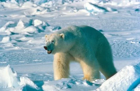 Polar bear Stock Photos