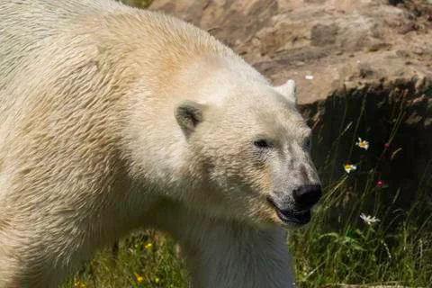 Polar bear Stock Photos