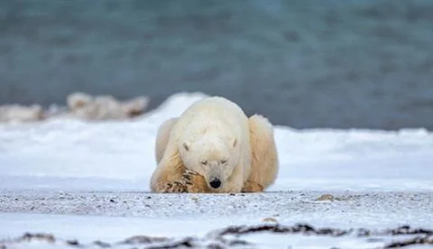 Polar Bear Stock Photos