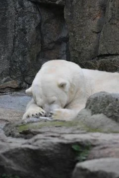 Polar bear Stock Photos