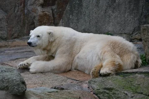 Polar bear Stock Photos
