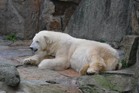 Polar bear Foto stock