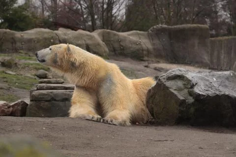Polar bear Stock Photos