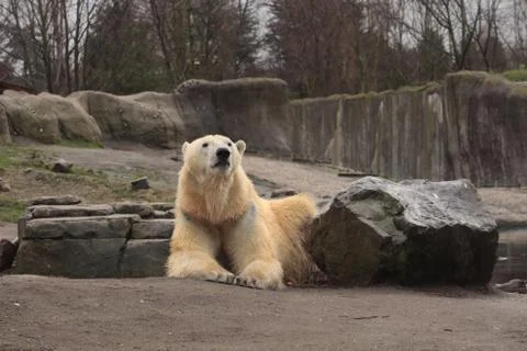 Polar bear Stock Photos