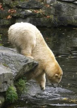 Polar bear Stock Photos
