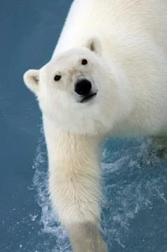 Polar Bear Stock Photos