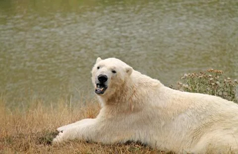 Polar Bear. Stock Photos
