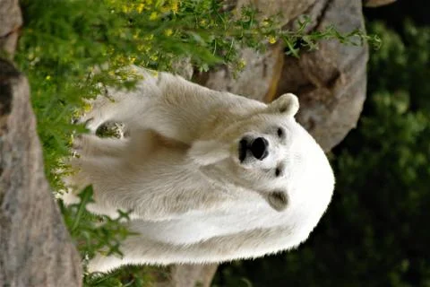 Polar bear Stock Photos