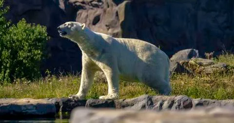 Polar bear Stock-Fotos