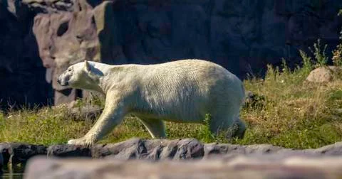 Polar bear Foto stock