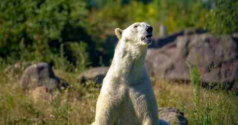 Polar bear Foto stock