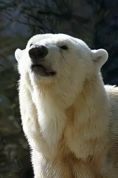 Polar bear Stock Photos