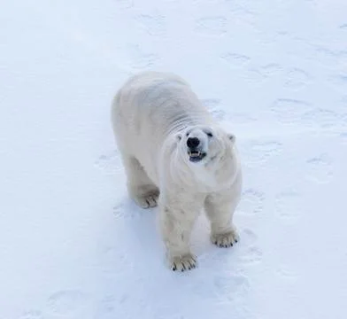 Polar bear Stock Photos