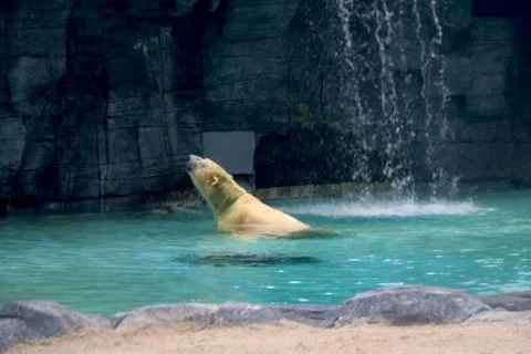Polar bear Stock Photos