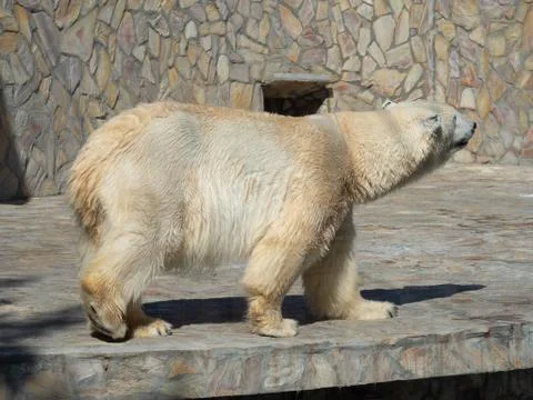 Polar bear Stock Photos