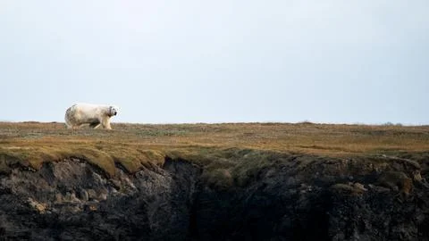 Polar bear Stock Photos
