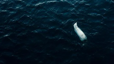 Polar bear Stock Photos