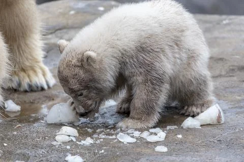 Polar Bear Stock Photos