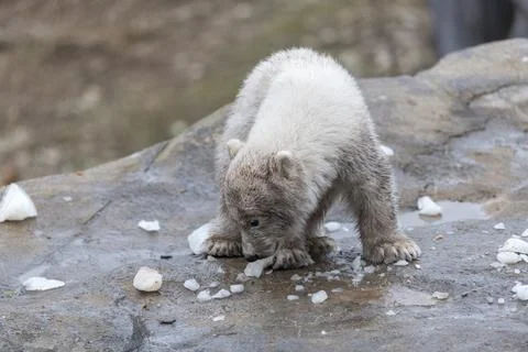 Polar Bear Stock Photos