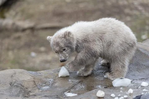 Polar Bear Foto stock