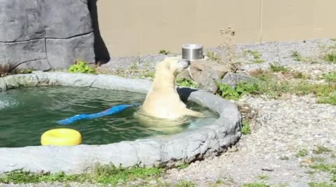 Polar bear playing Stock Footage 20559816