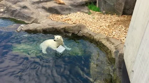 Polar bear playing with plastic box in a water 库存影片 237513261